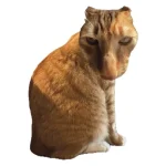 Brush Jjaemu